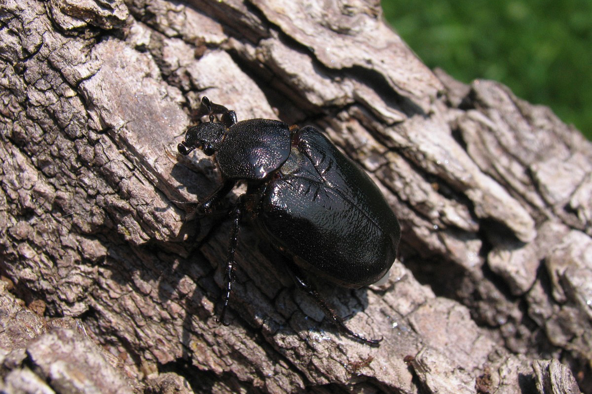 Lo scarabeo odoroso - Osmoderma eremita